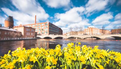 Kukkivia narsisseja, joiden taustalla on Tammerkoski ja Tampereen vanhoja tehdasrakennuksia. 