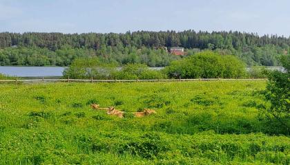 Hiehot lepäävät Hevoshaan laitumella.