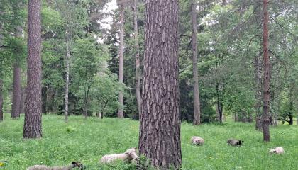 Lampaita Piikahaassa puiden katveessa.