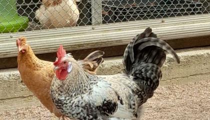 Mustavalkoinen kukko ja punaruskea kana Sorsapuiston lintulassa.