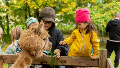 Lapsia aikuisen kanssa laama-aitauksen luona.
