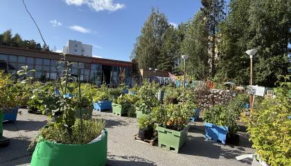 Kalevan hallin yhteisöviljelmä