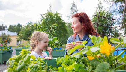Nainen ja nuori tyttö maistelemassa hyötypuutarhan antia.