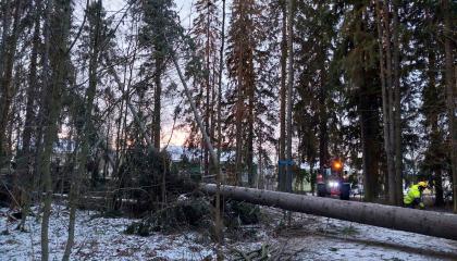 Metsurin korjaavat kaatunutta puuta ulkoilumetsästä.