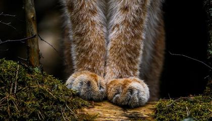 Ilveksen pörröiset etutassut.