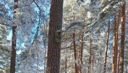 Linnunpönttö puussa talvisessa harjumetsässä.