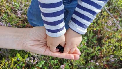 Lapsen kädet ottamassa mustikoita aikuiselta. 