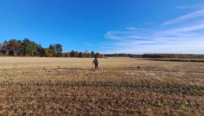 Pellon keskellä seisoo henkilä lapion kanssaja katsoo maata. Sininen taivas, puissa ruskaa.