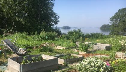 Näkymä Tahmelan viljelypalstoilta järvelle kesällä.