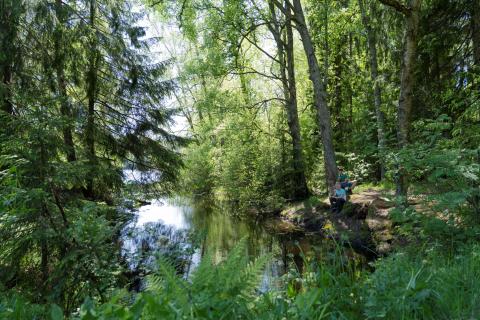 Vehreä luontomaisema.