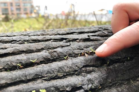 Sormi osoittaa puun rungosta nousevia kasvin alkuja.