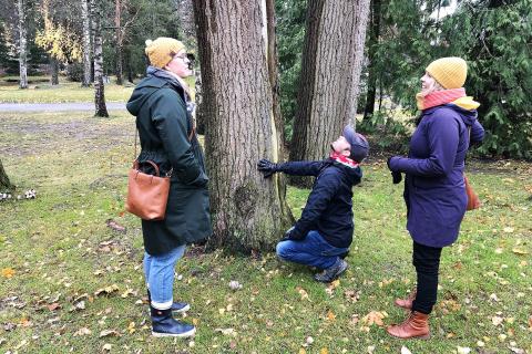 Kolme henkilö tutkii isoa puuta.