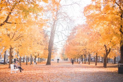 Hämeenpuiston puut loistavat kirkkaan keltaisina syksyllä. Muutamia ihmisiä ulkoilee puistossa.