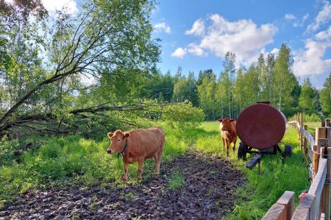 Kaksi suomenkarjan lehmää Iidesjärven itäosan rantaniityllä.