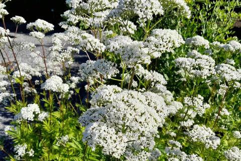 Kukkivia valeriaanoja.