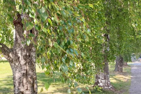 Rauduskoivuja puistotien varrella.