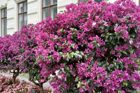 Bougainvillea.