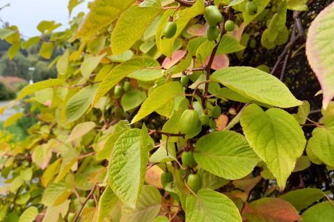 Kiinanlaikkuköynnös.