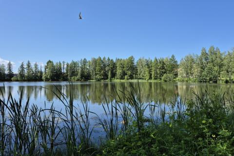 Pahalampi, jonka yläpuolella liitelee lokki.