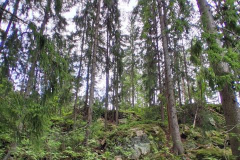 Kuusipuita Rasonhakassa.