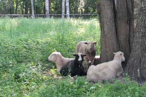 Summer sheep grazing in a pasture at the foot of a tree.